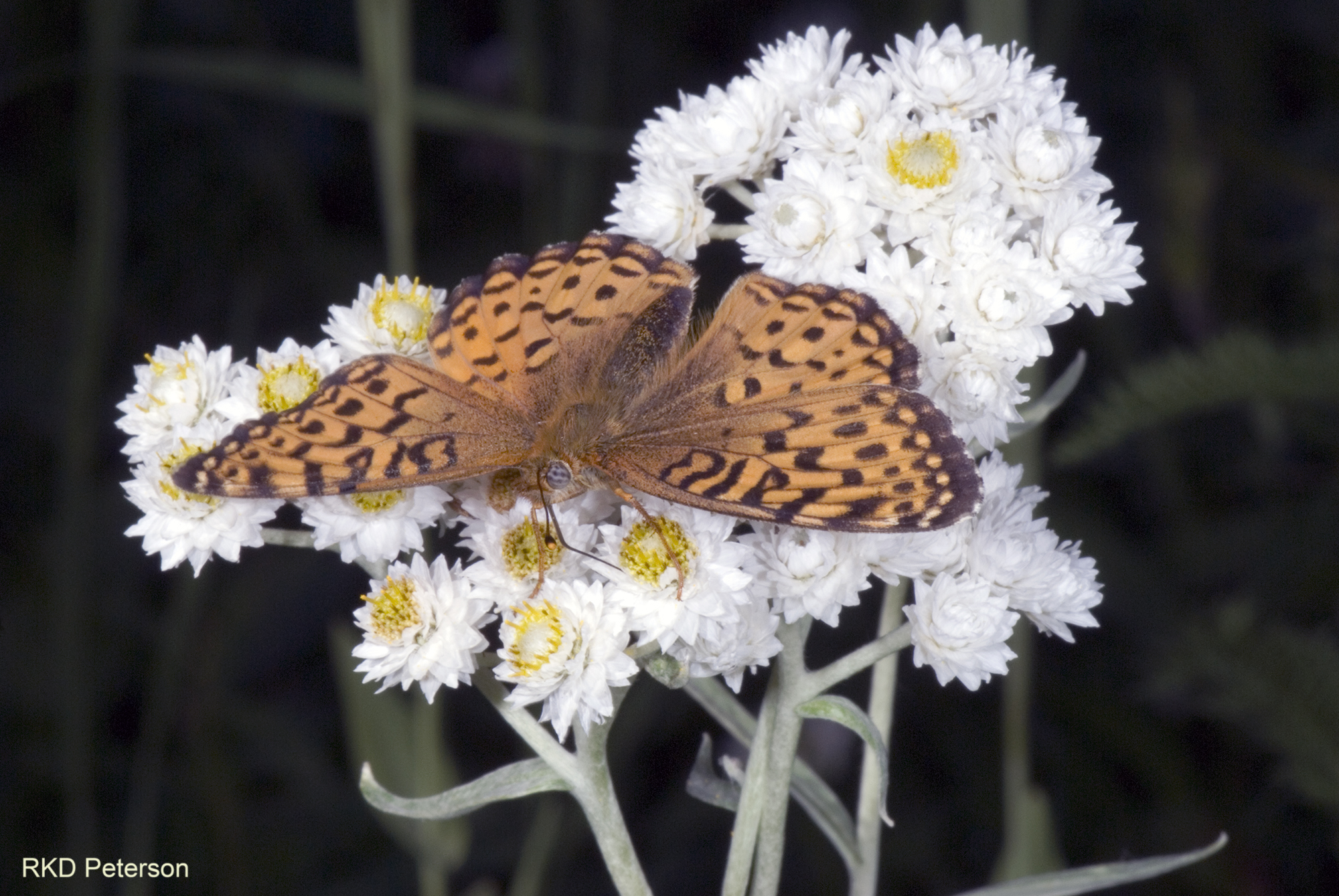 Speyeria sp.