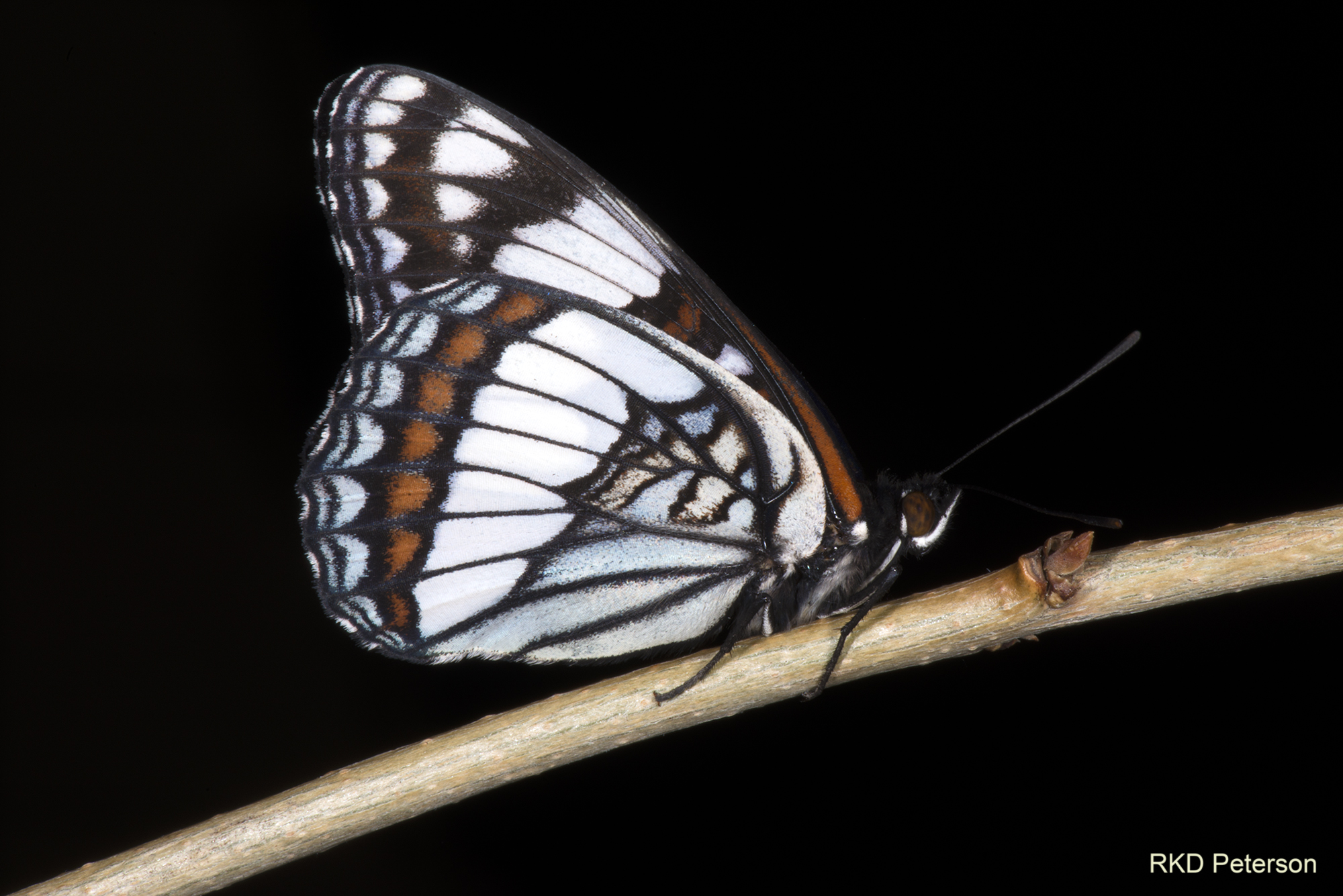 Limenitis weidermeyerii