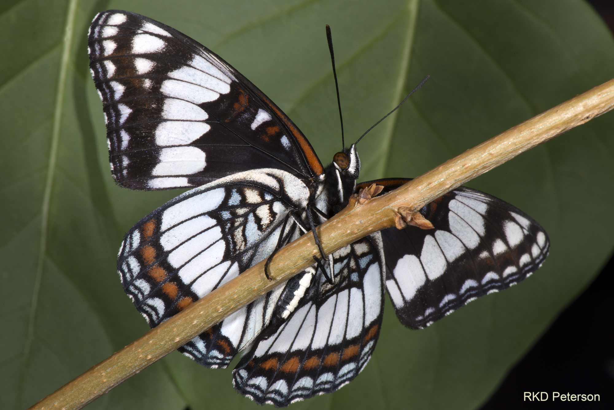 Limenitis weidermeyerii