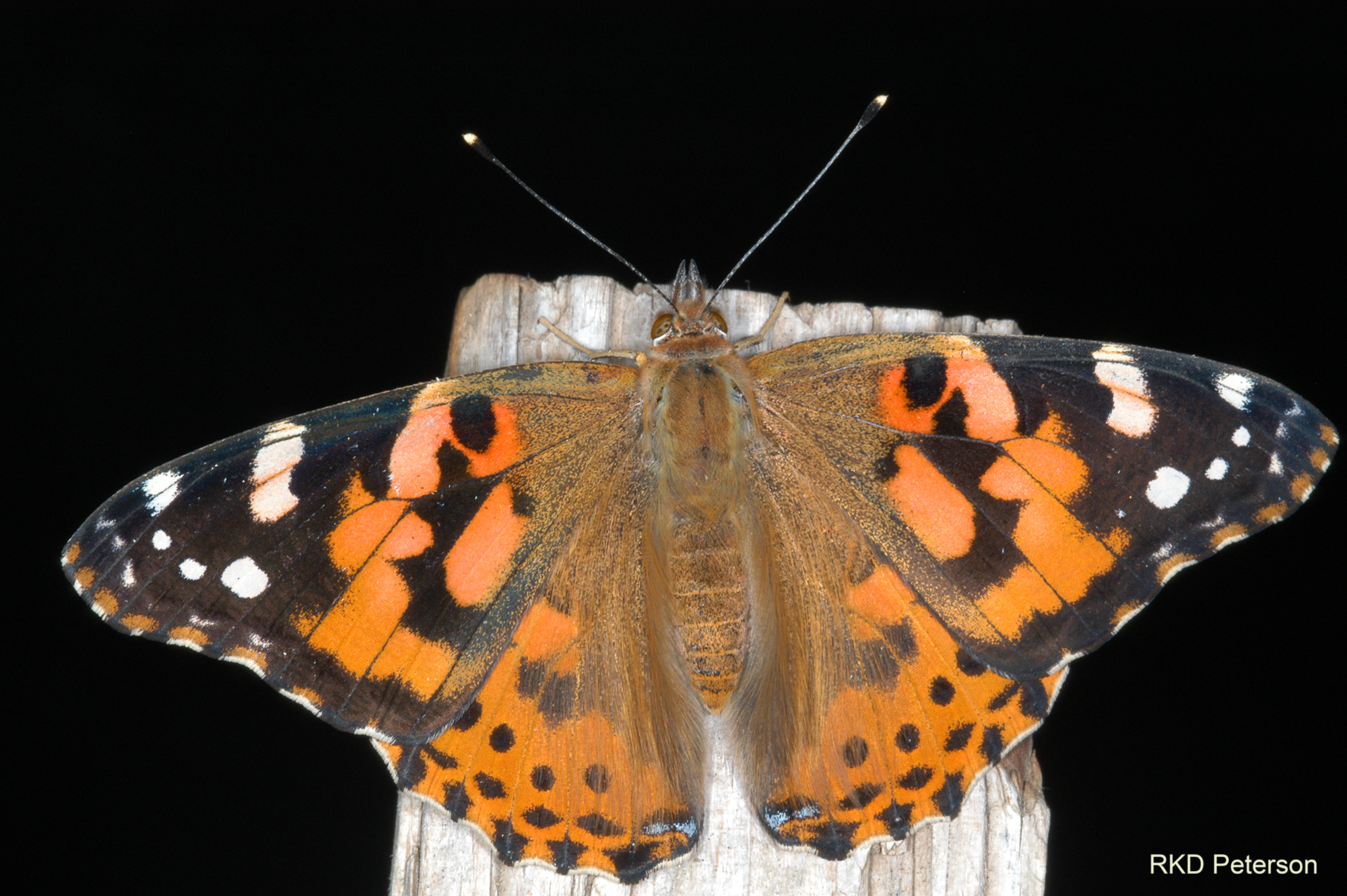 Vanessa cardui