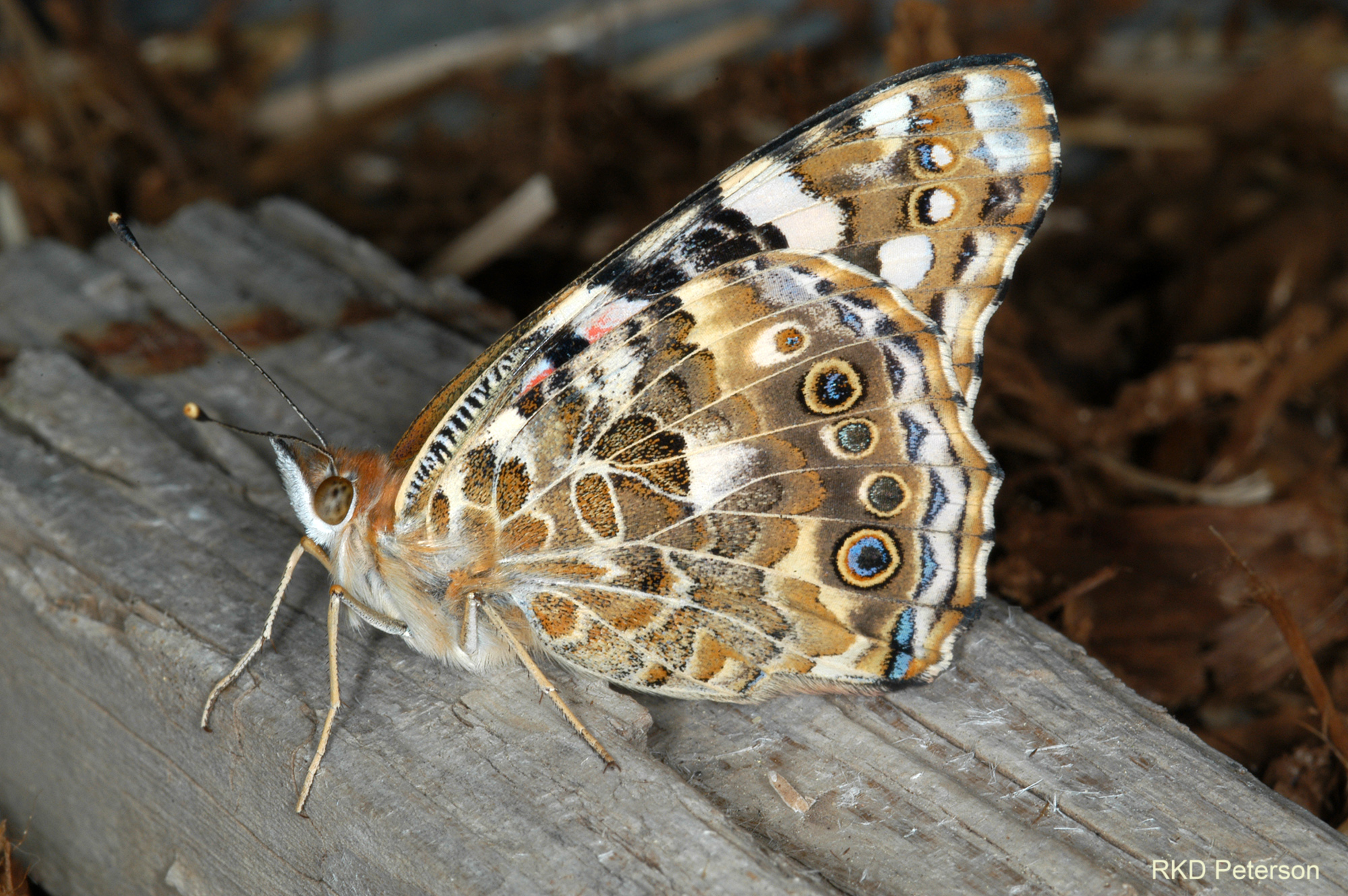 Vanessa cardui