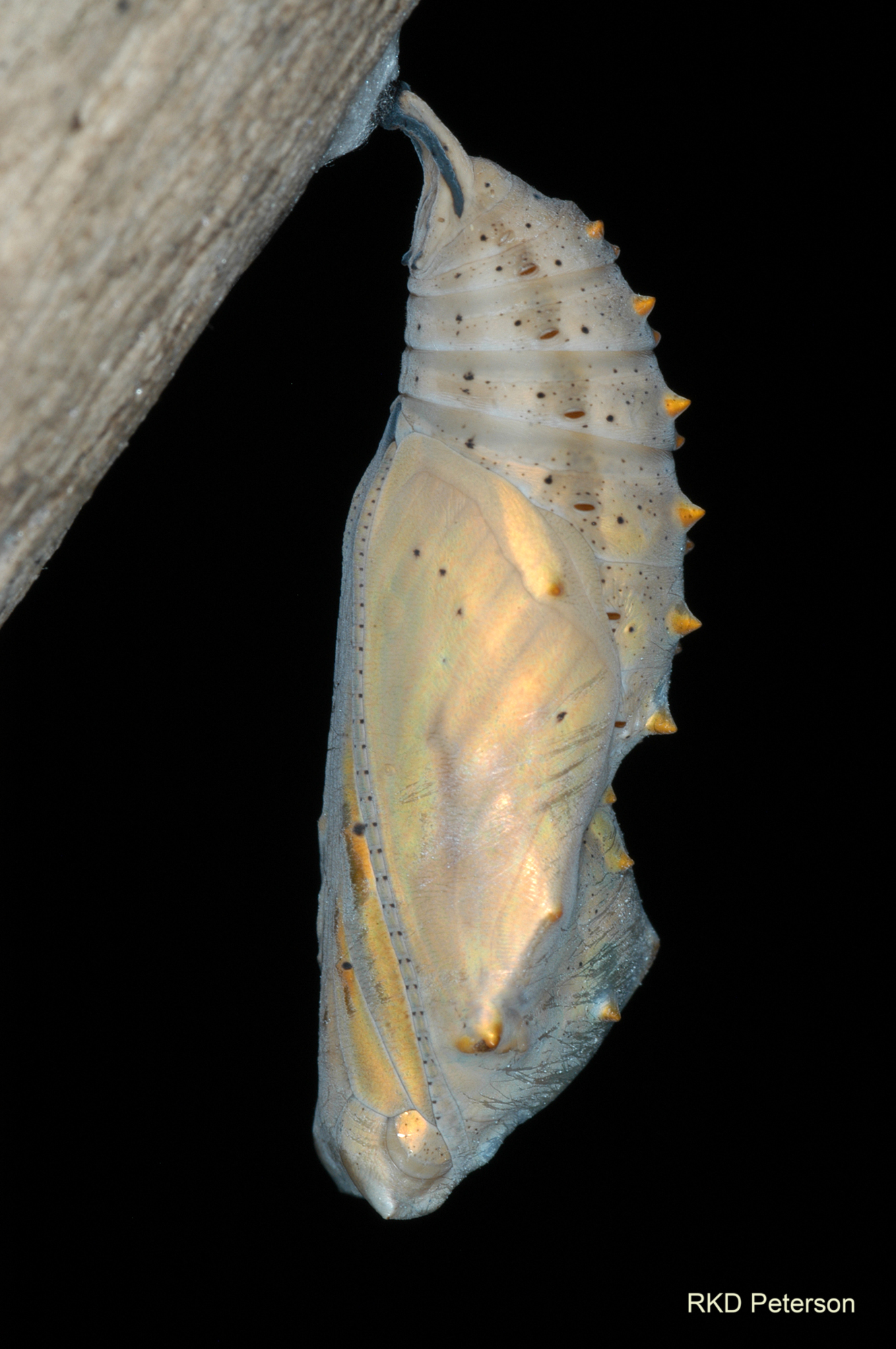 Vanessa cardui