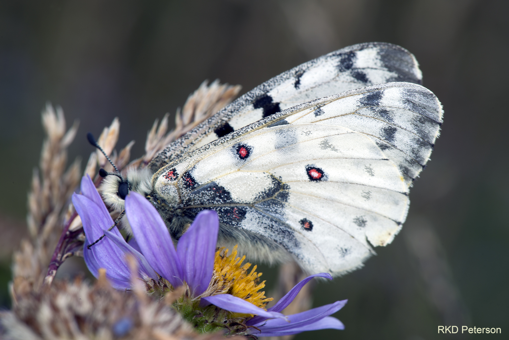 Parnassius smintheus