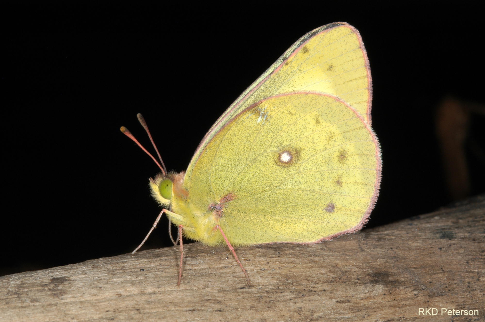 Colias - sulfur butterfly