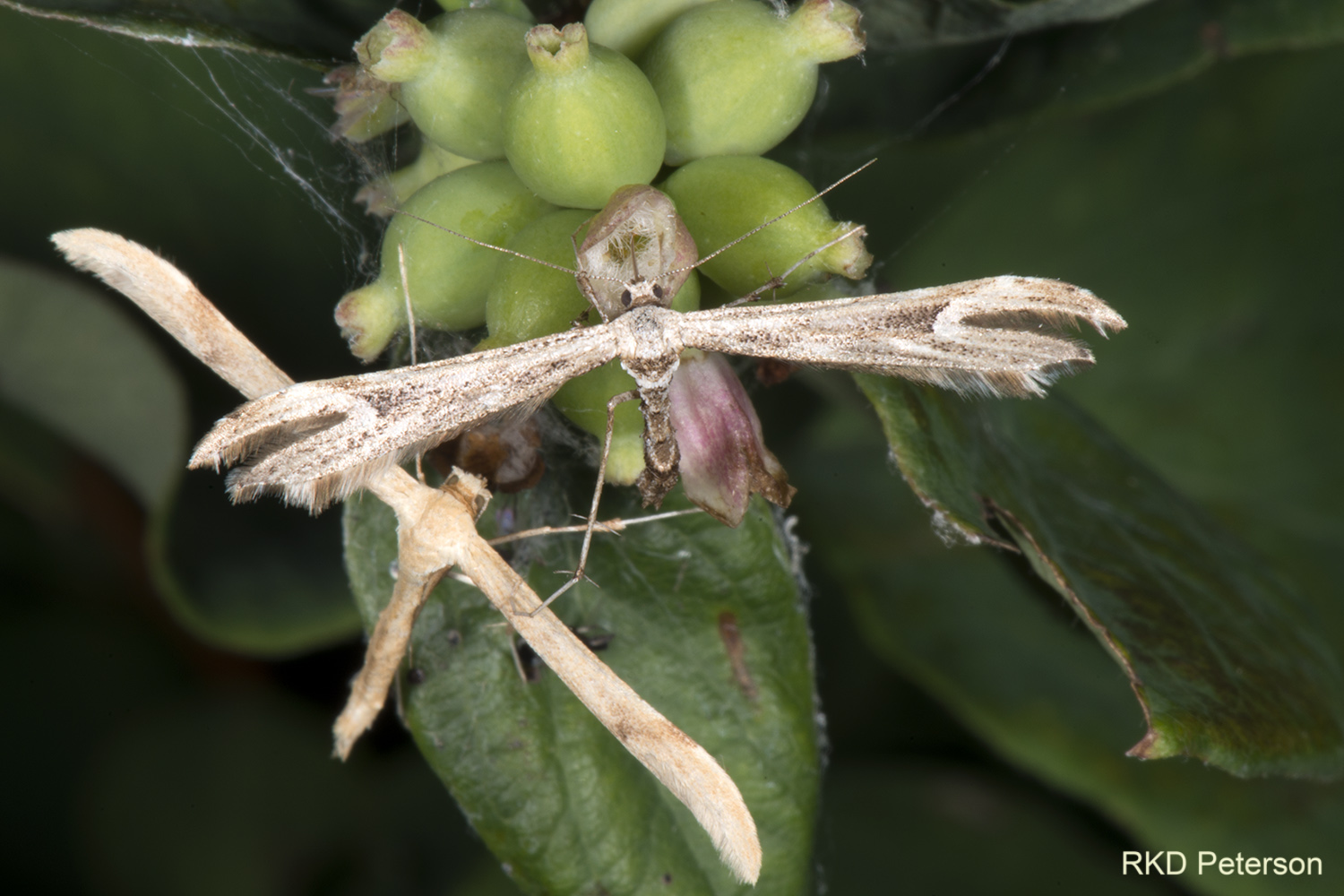 pterophorid sp.