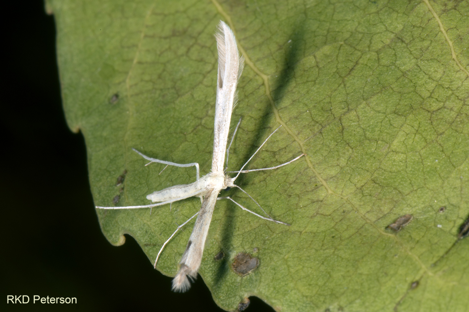 pterophorid2