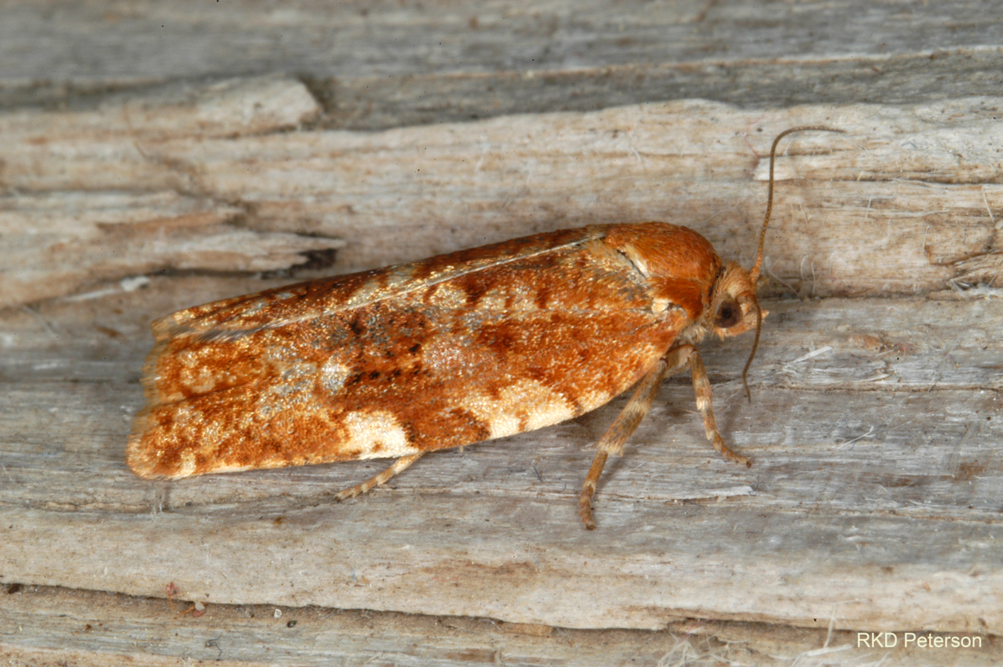 Choristoneura occidentalis