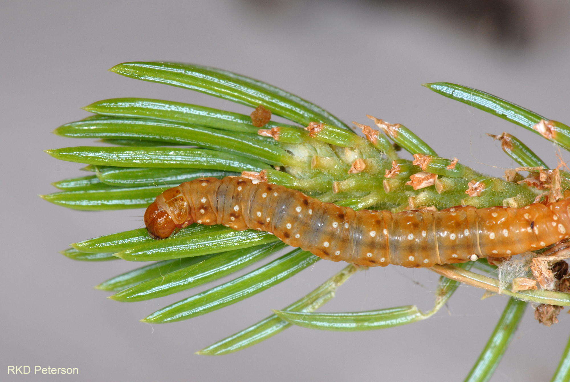 Choristoneura occidentalis