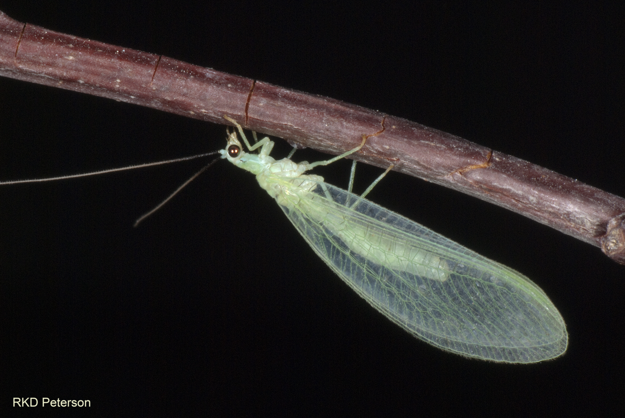 Chrysoperla carnea - common green lacewing