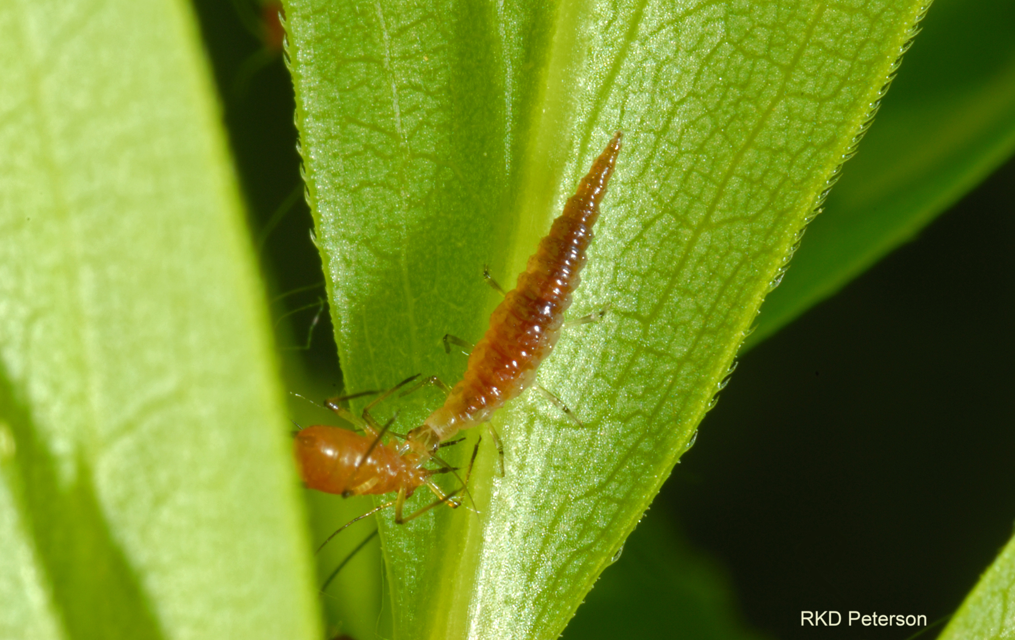 lacewing larva