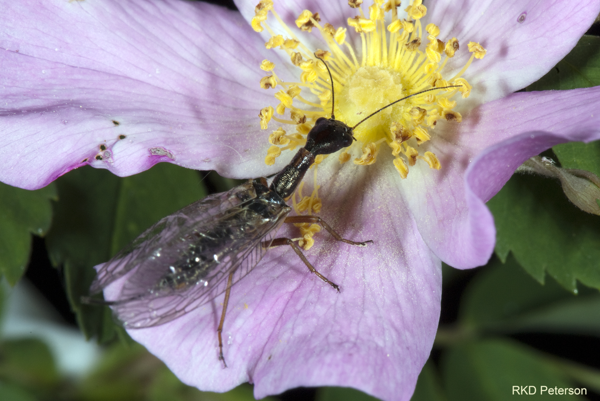 Agulla - snakefly - Raphidiidae