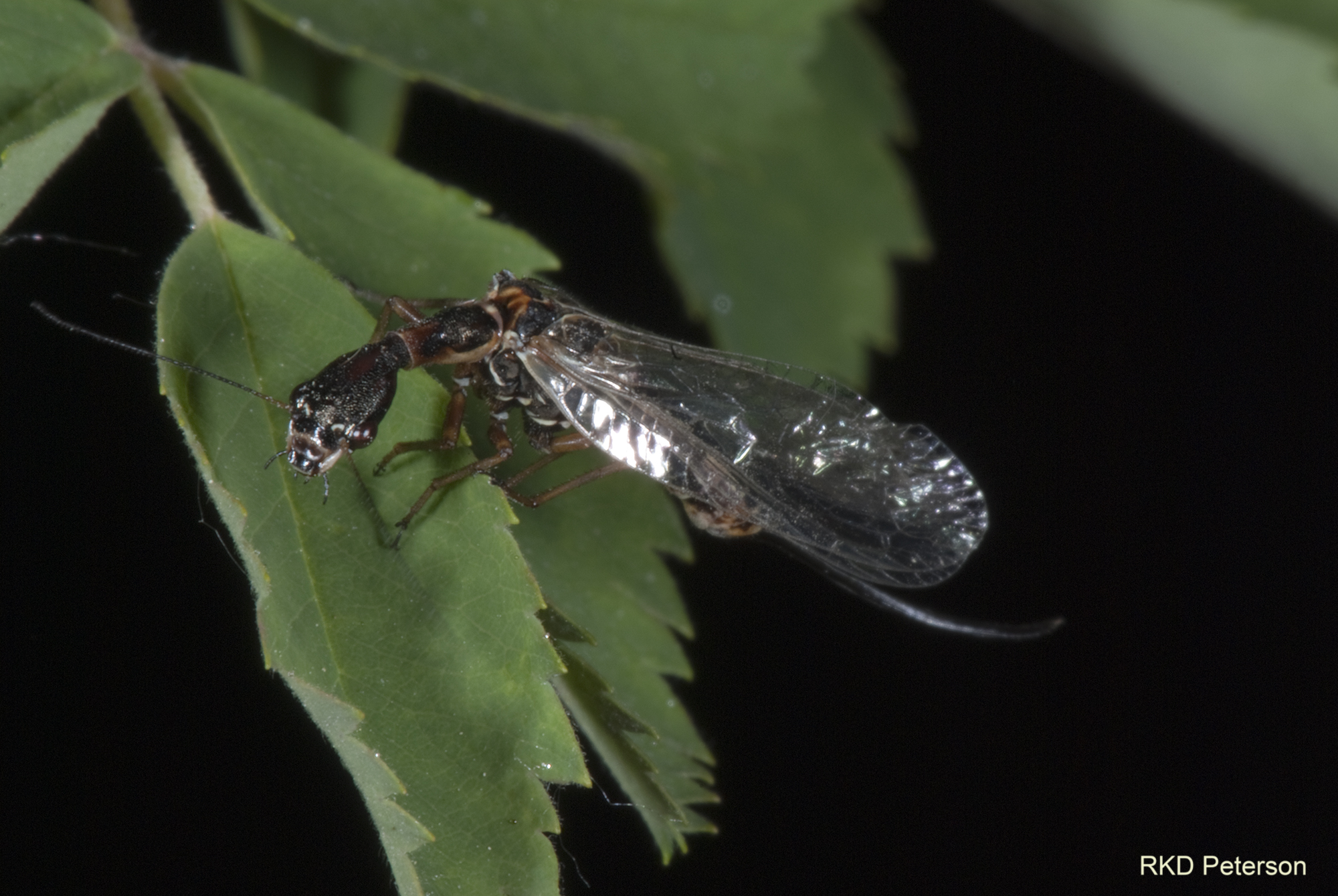 Agulla - snakefly - Raphidiidae