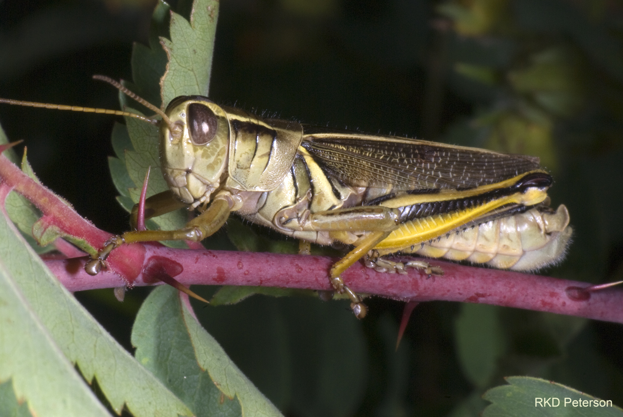 Melanoplus bivittatus