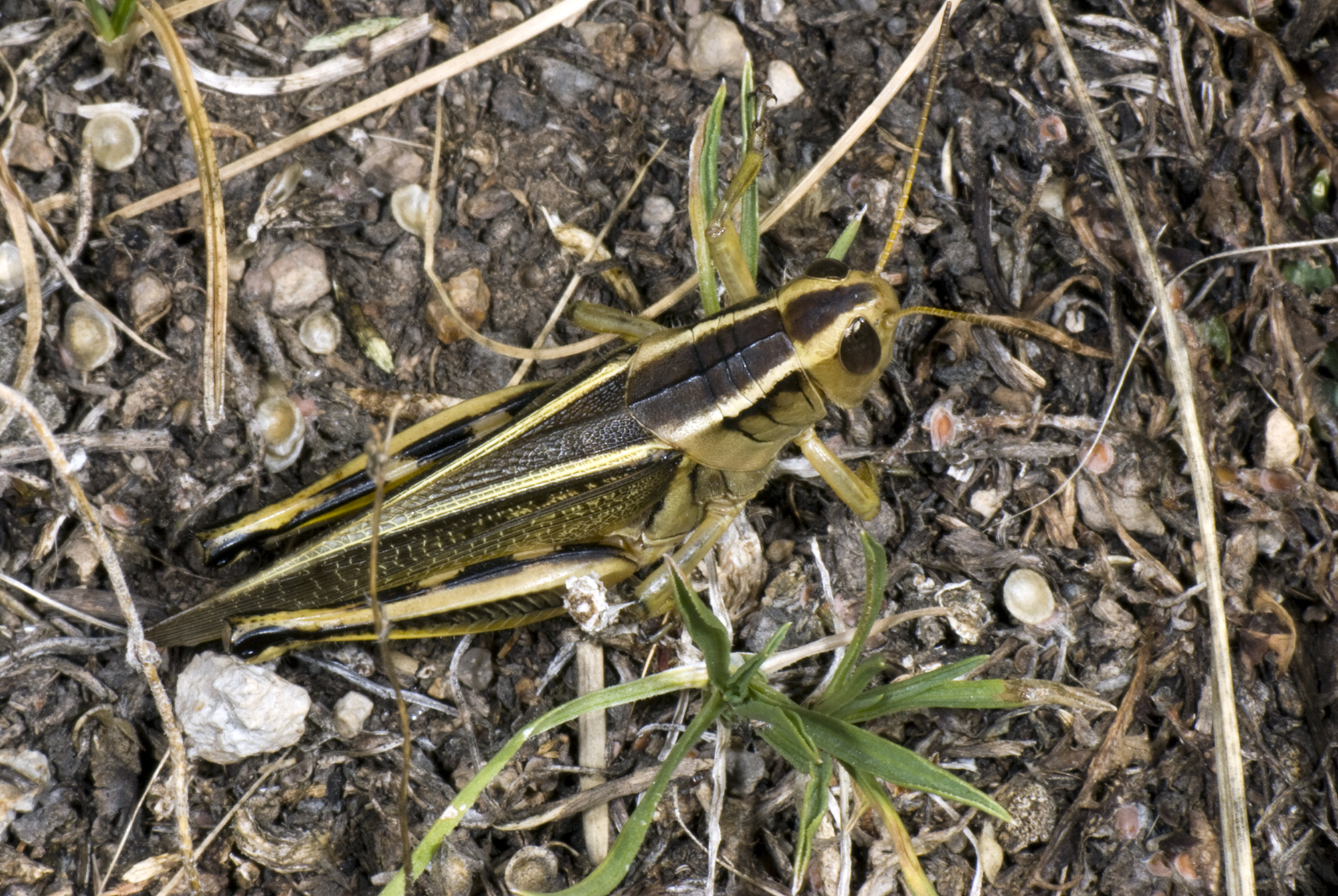 Melanoplus bivittatus