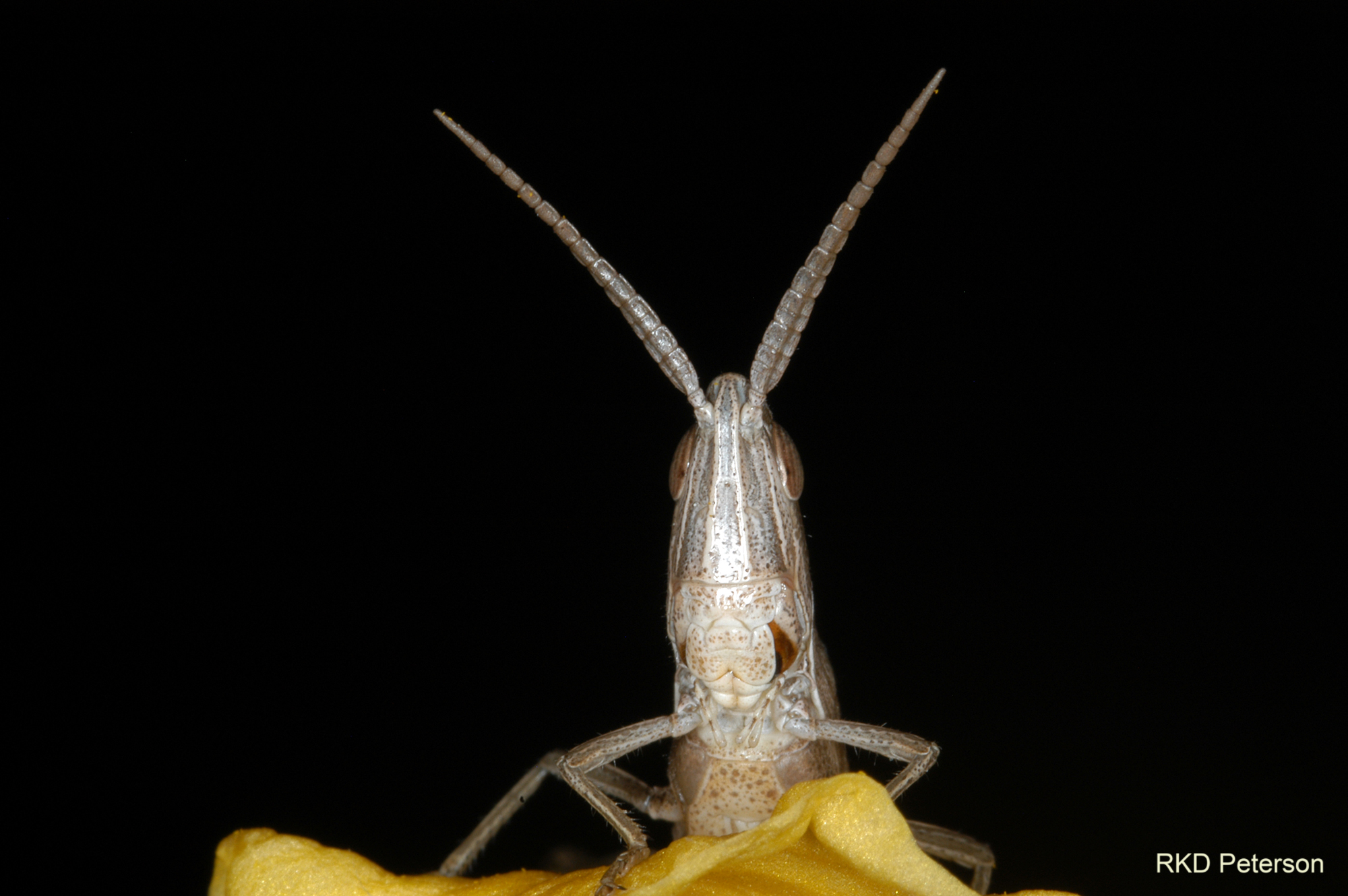 Pseudopomala brachyptera