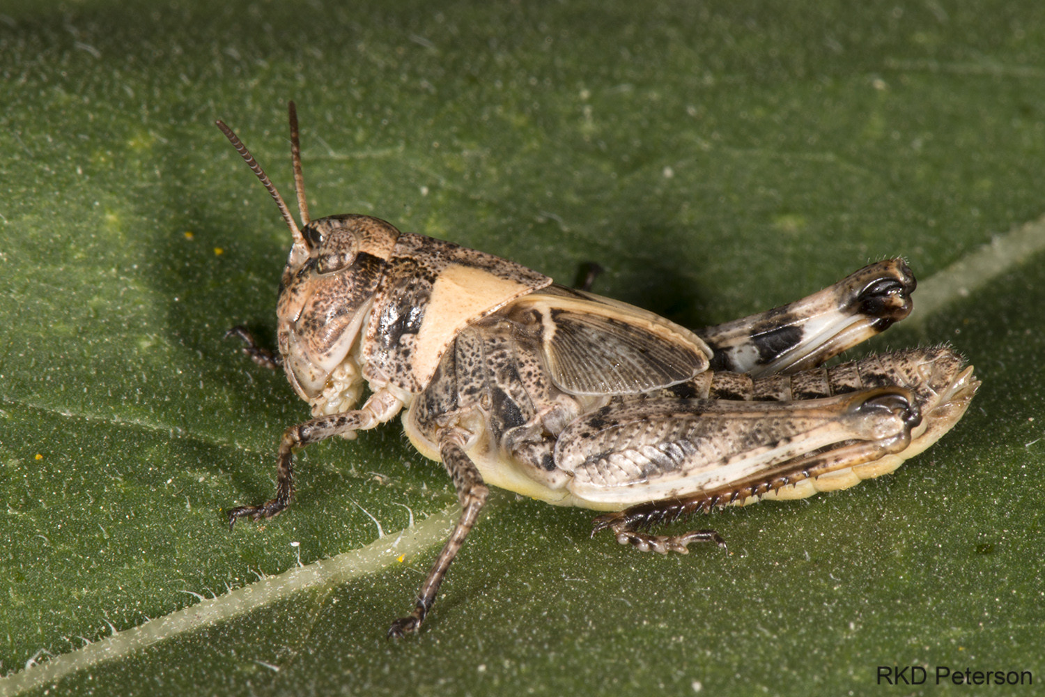 acridid nymph