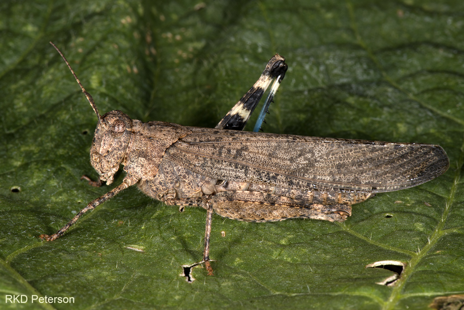 band-winged grasshopper