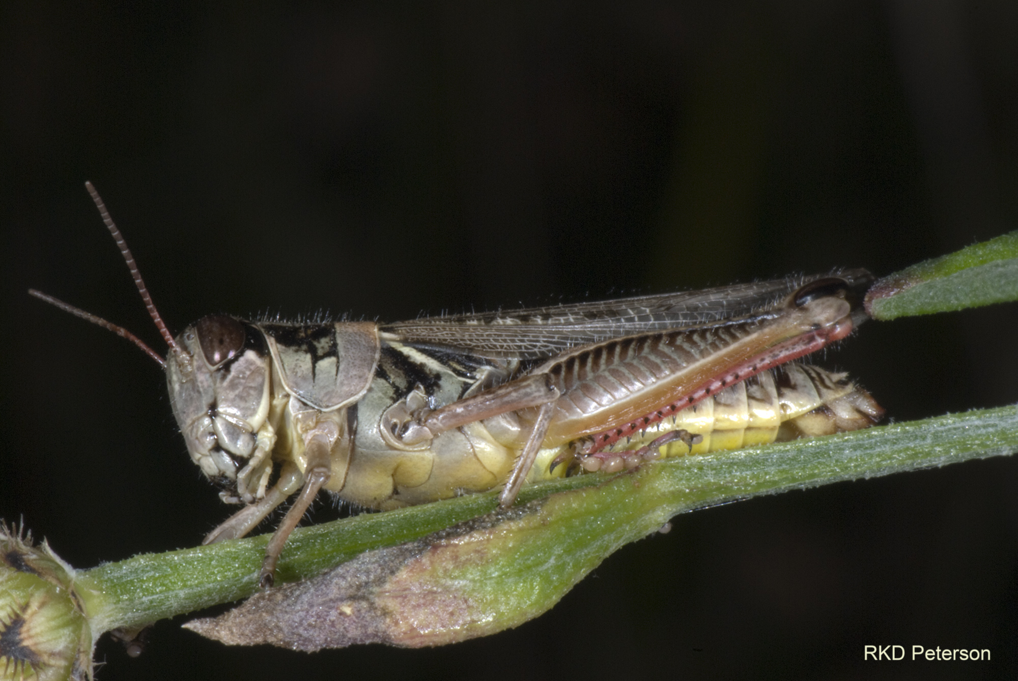 Melanoplus femurrubrum