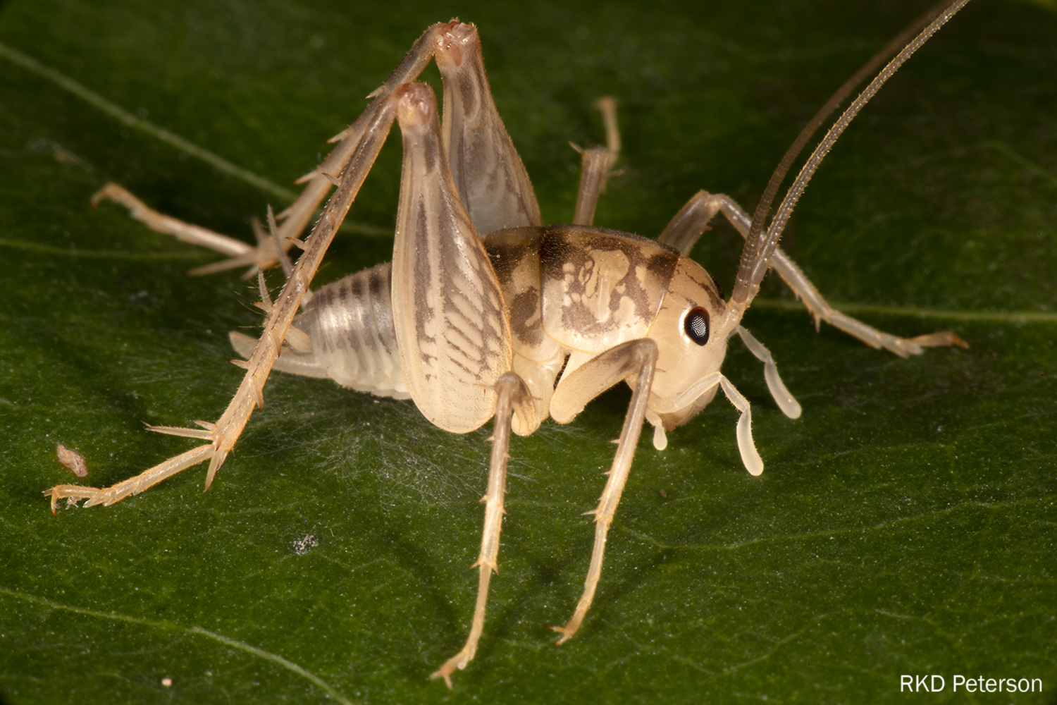 camel cricket