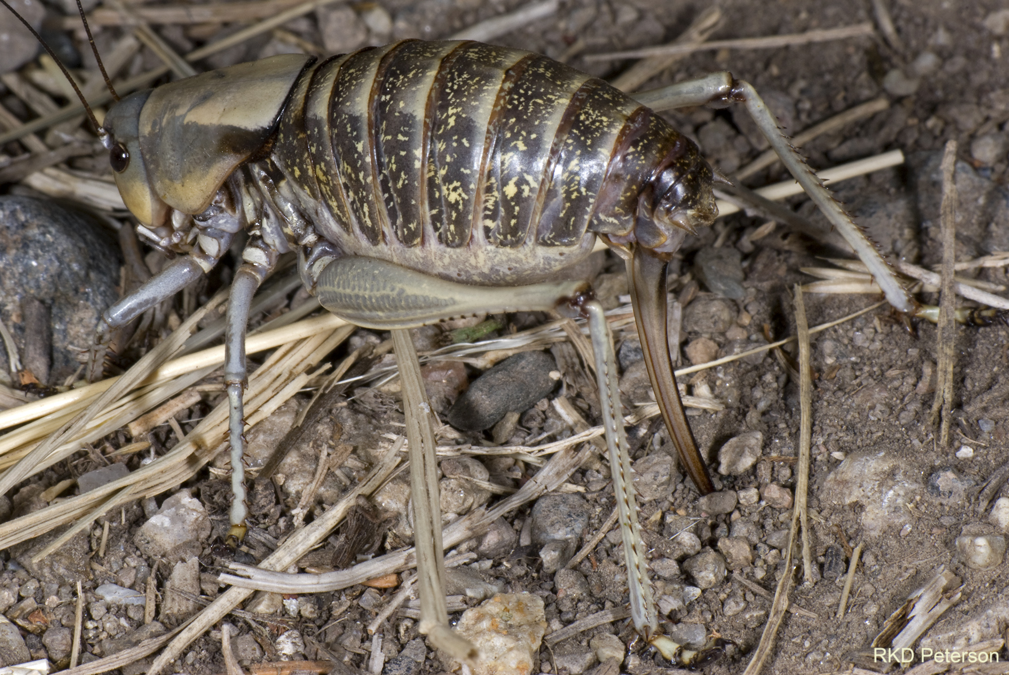 Anabrus simplex