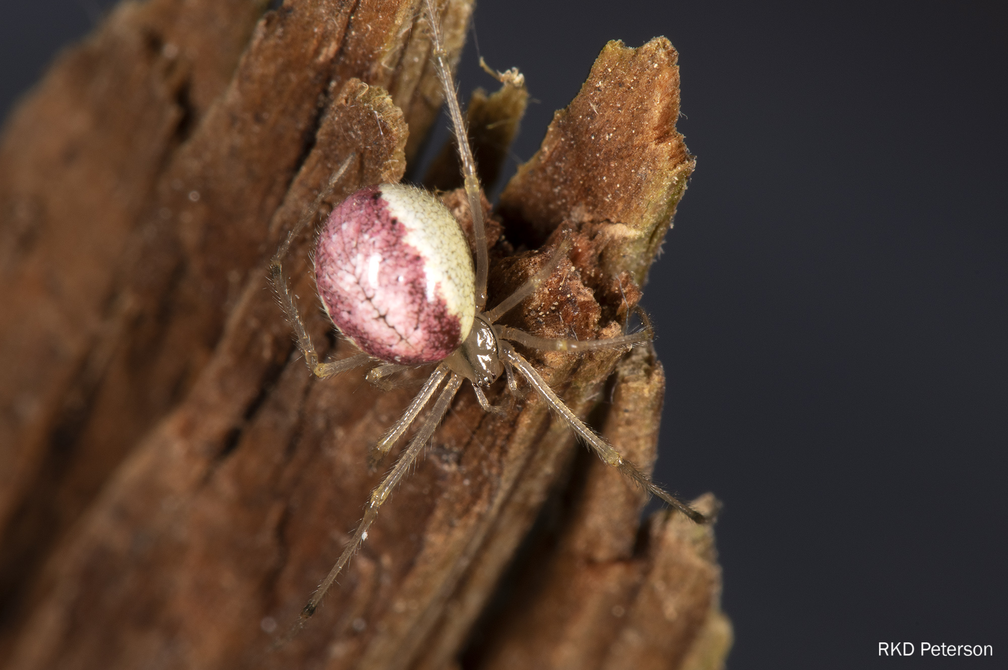 Enoplognatha ovata