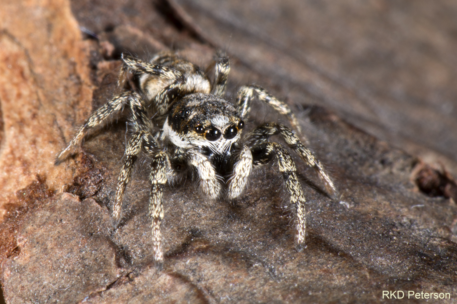 Playtycryptus sp.