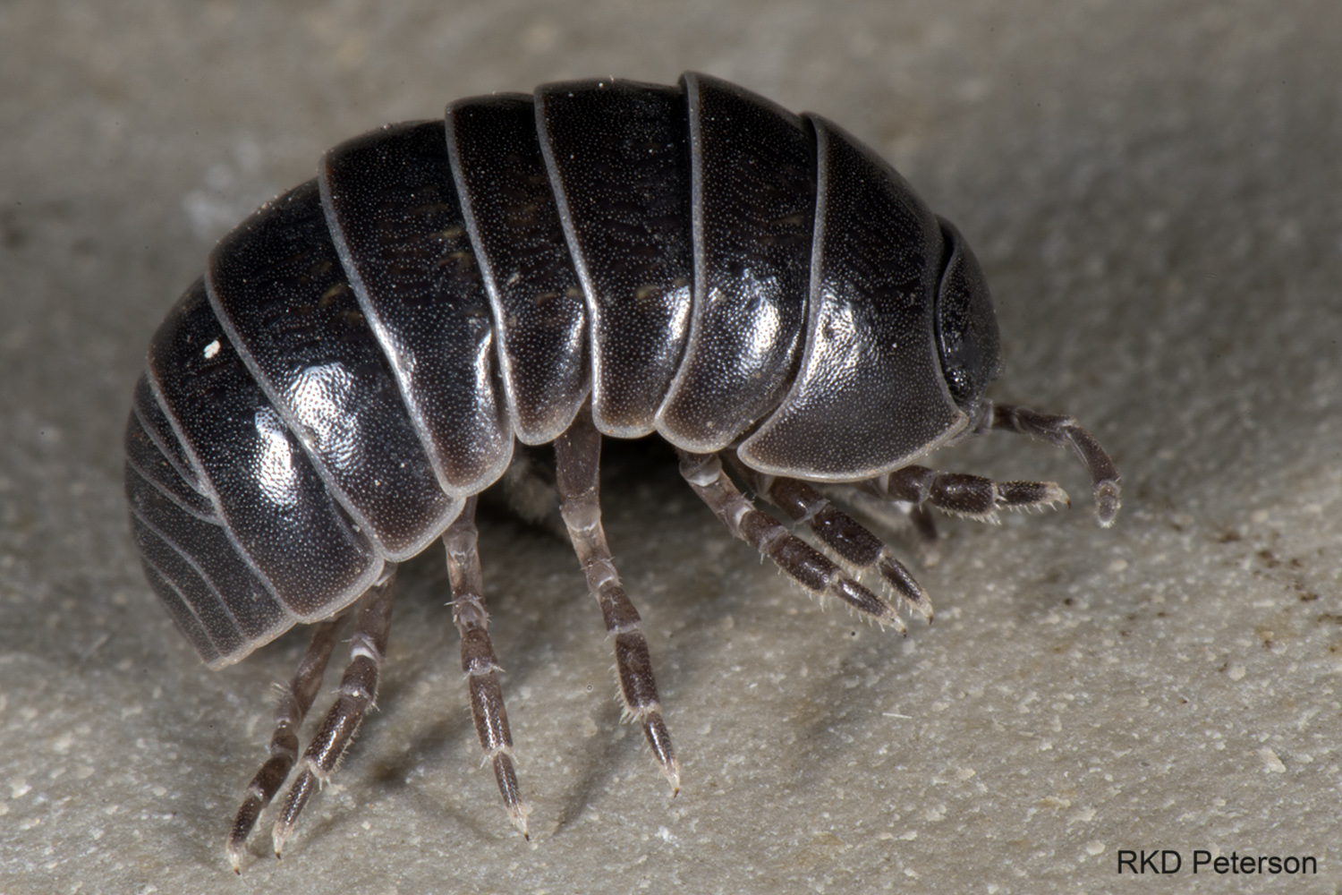 Isopod sp.