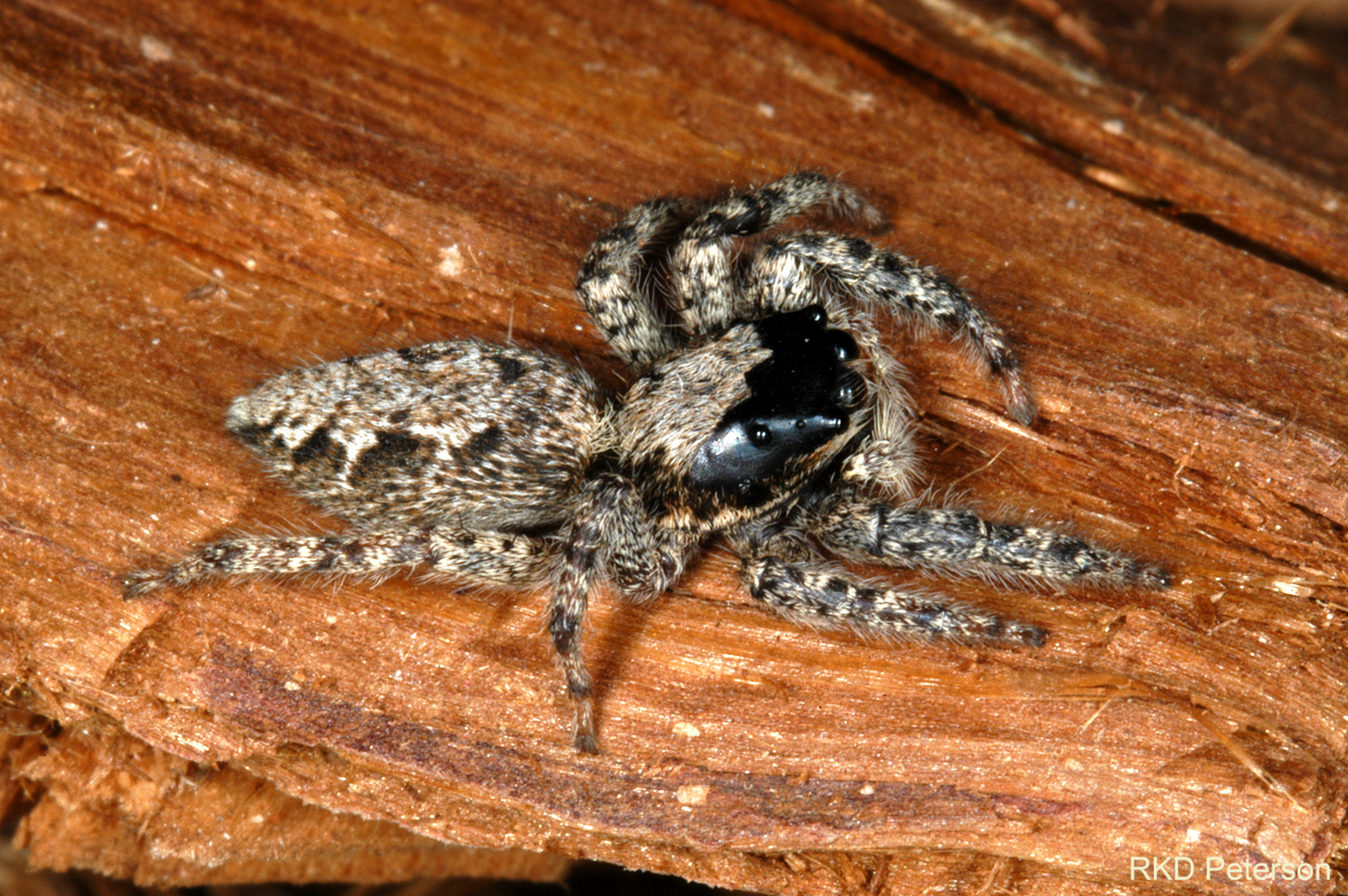 salticid sp.