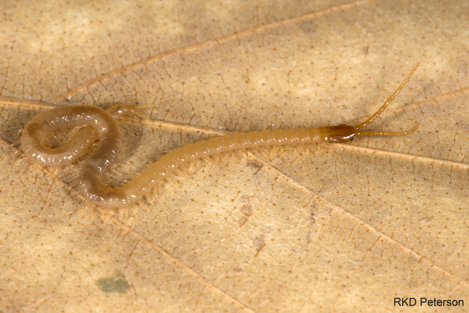 soil centipede