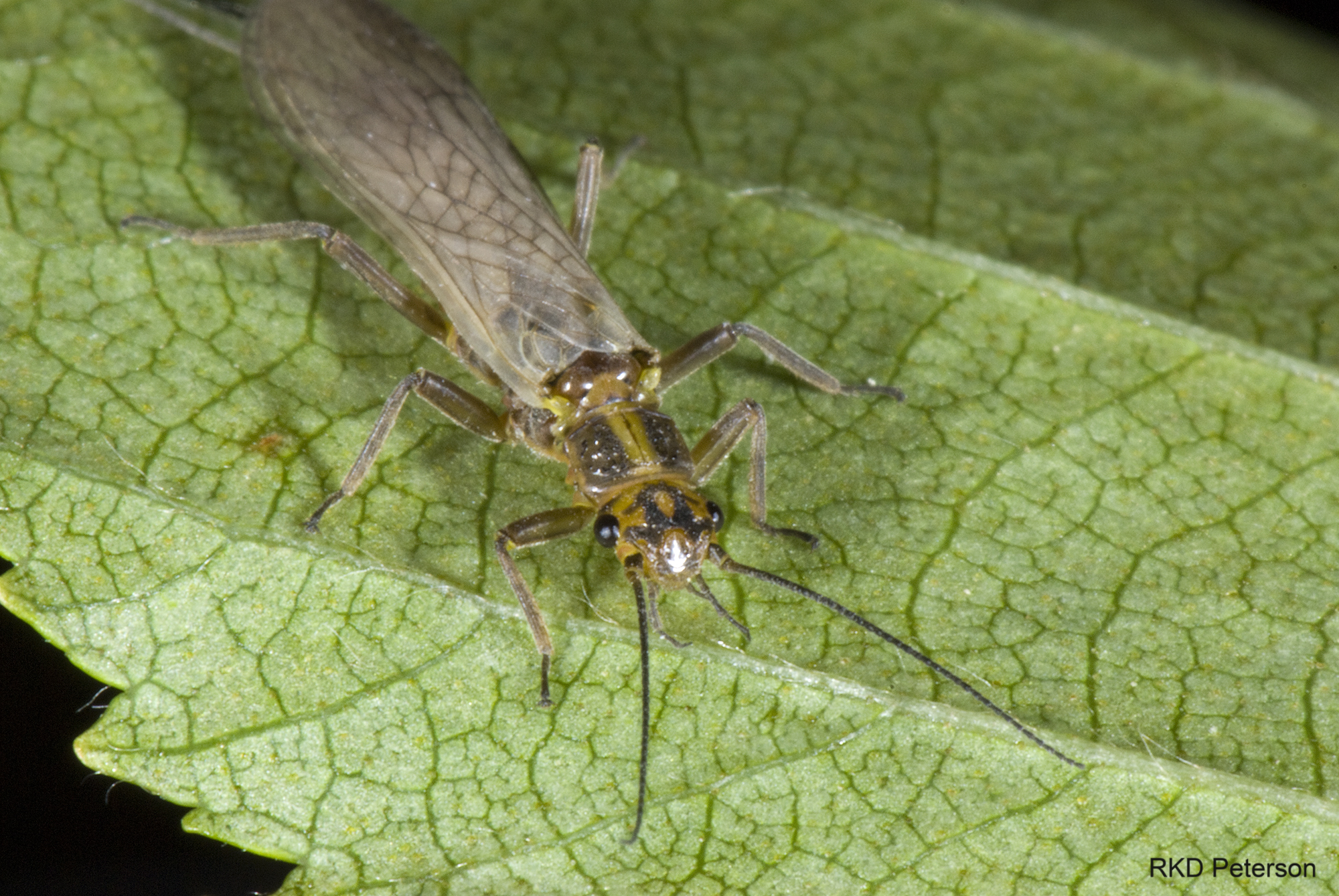 Sweltsa - green stonefly