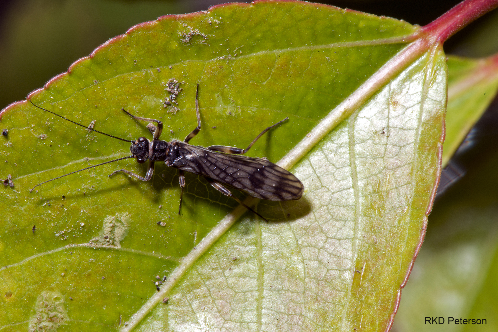 Zapada - spring stonefly