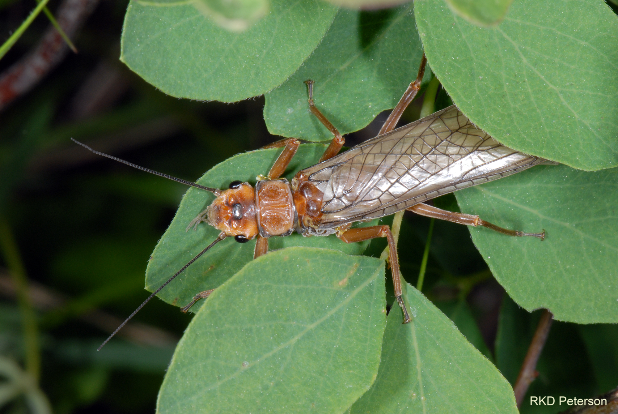 perlid sp.